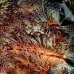 crab_zebra_cr_hsb_r_h_0038_kom1898.jpg